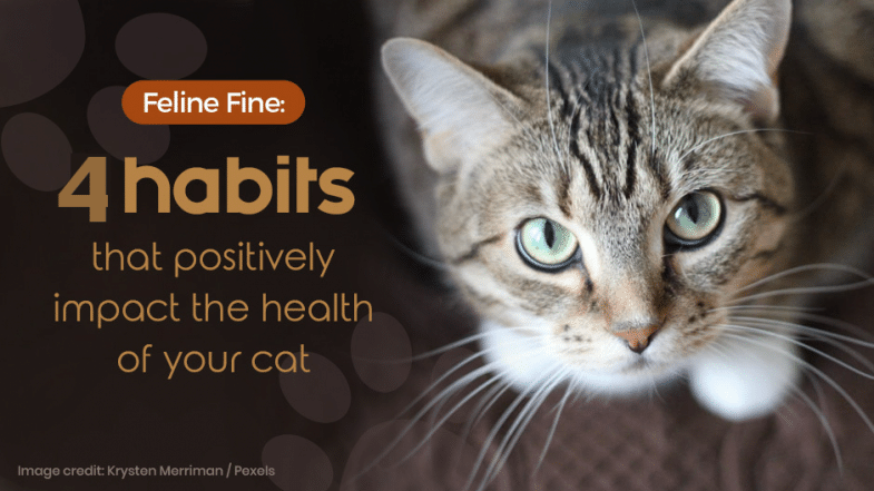 Feline Fine – 4 habits that positively impact the health of your cat