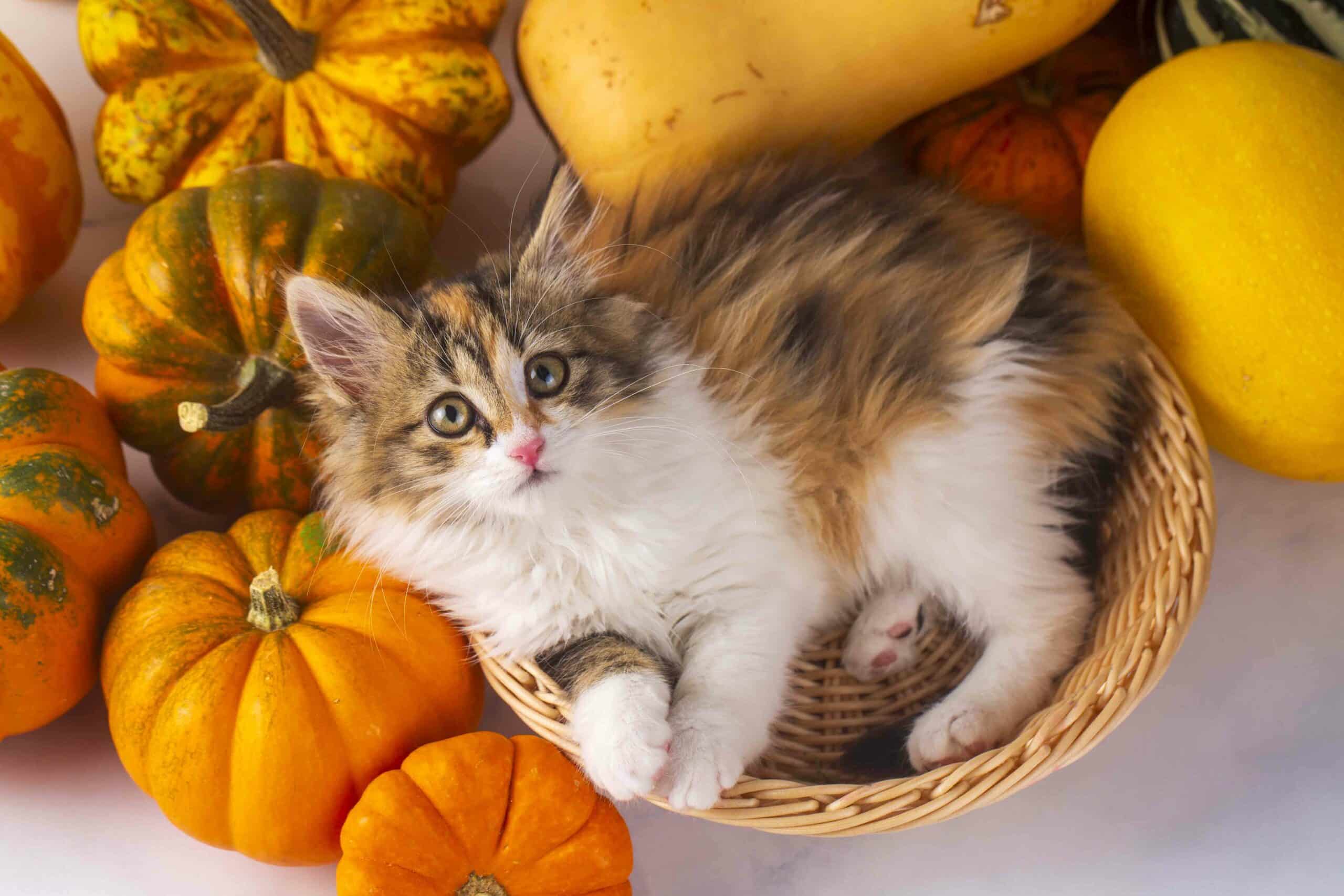 Cat with pumpkins