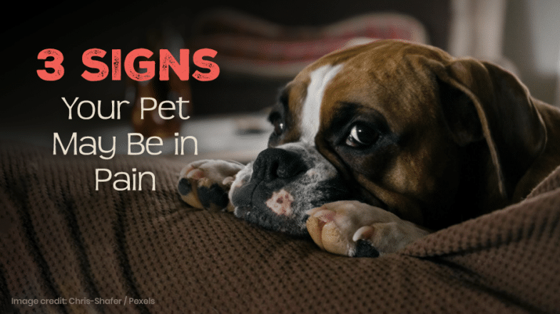 3 Signs Your Pet May Be in Pain
