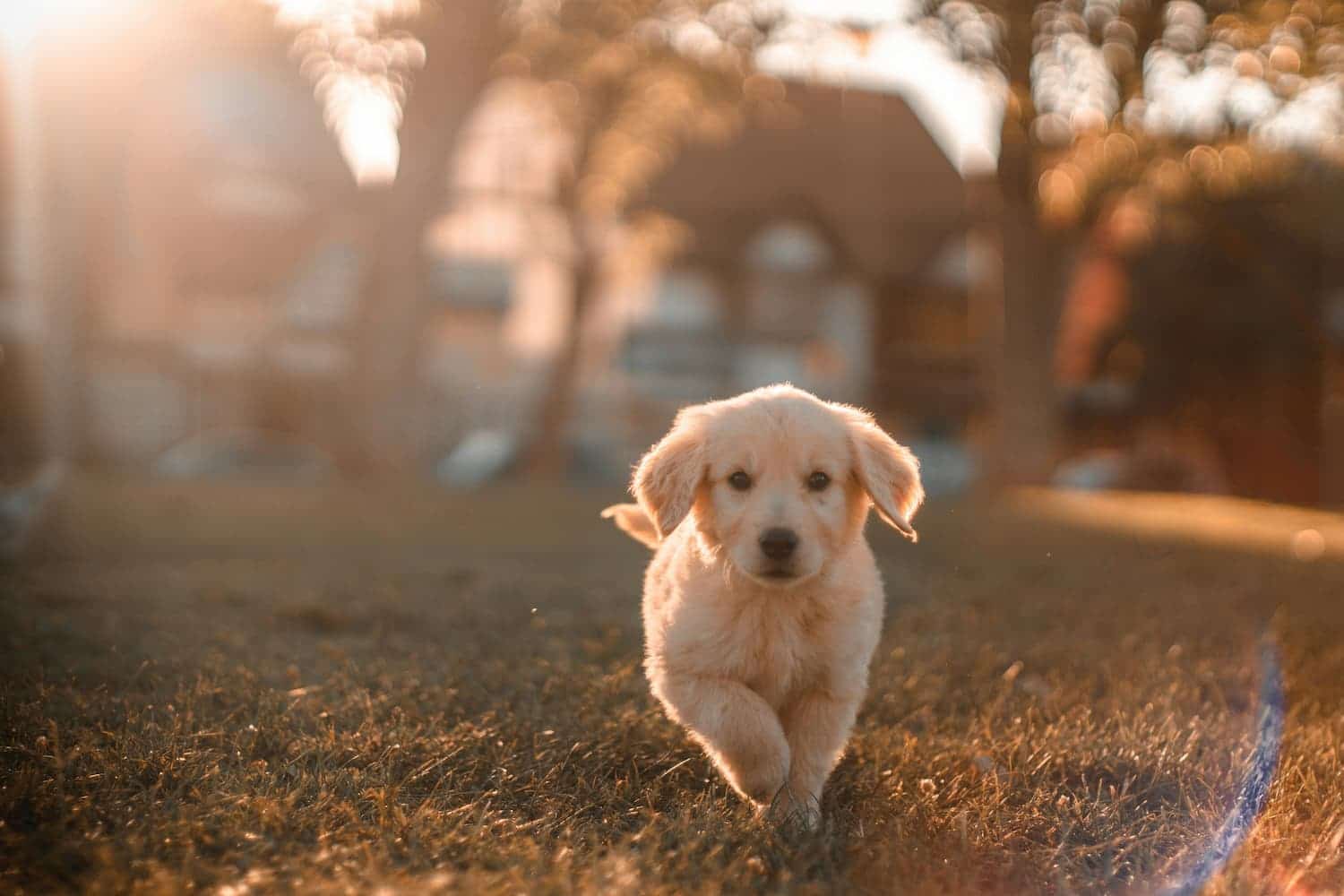 The Dog Days of Summer: Pet Safety Tips