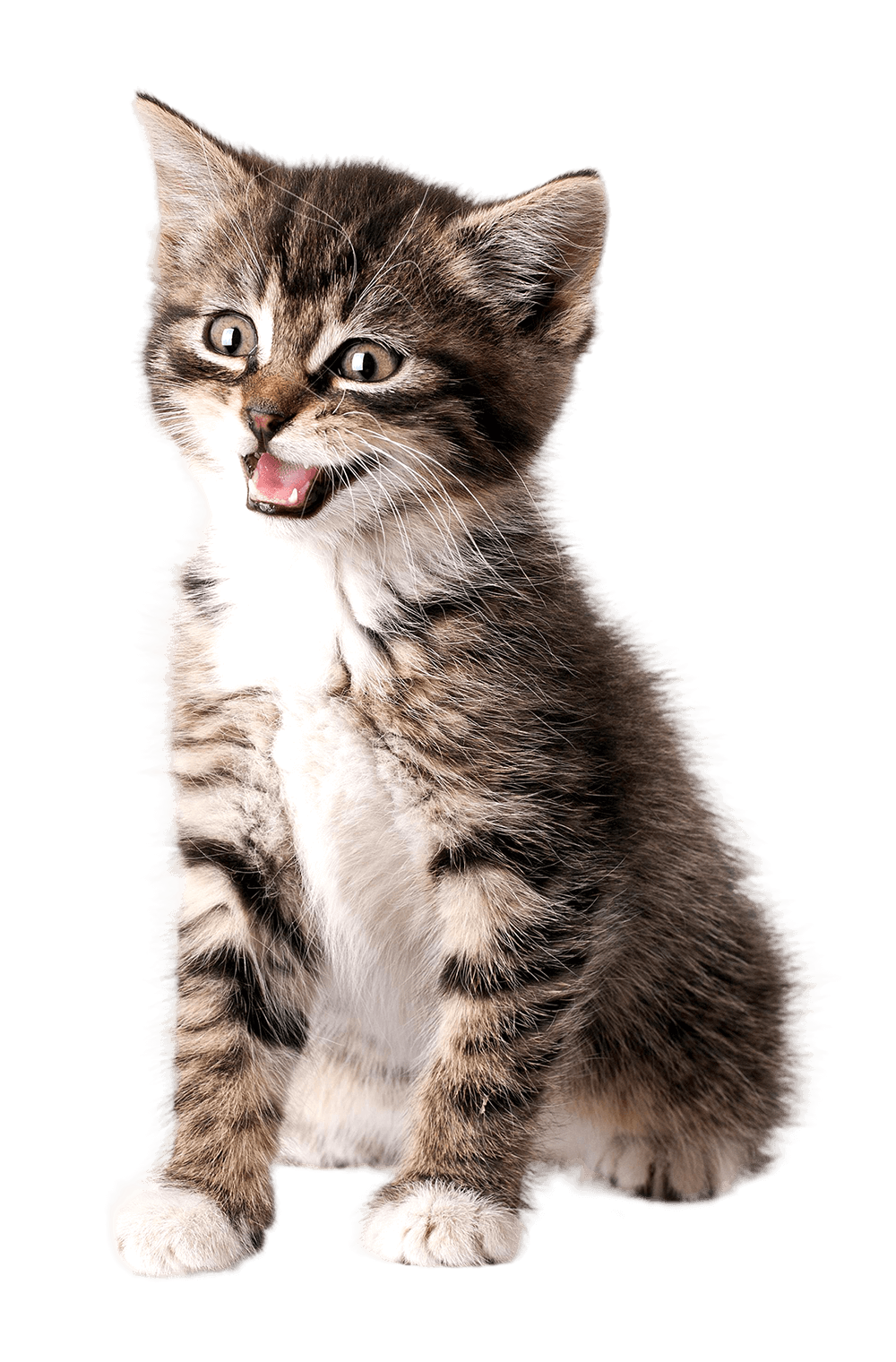 little-kitten-transparent