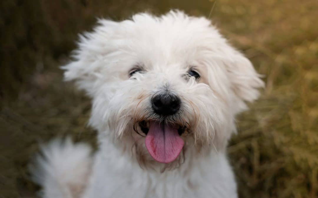 Debunking Myths About Heartworm: What Every Pet Owner Should Know